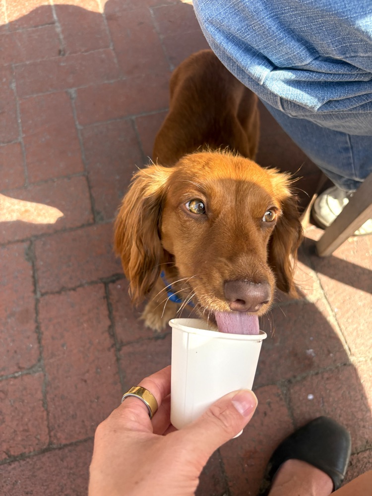 Maple licking a small cup at an outdoor cafe