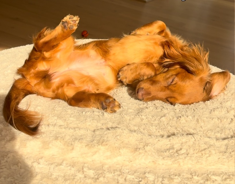 Maple asleep on her back in a patch of sunlight
