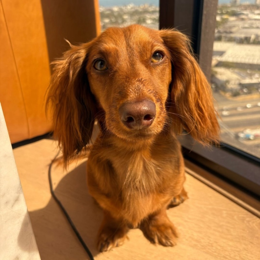 Maple, a red long-haired mini dachshund, sitting in a sunny window above Melbourne
