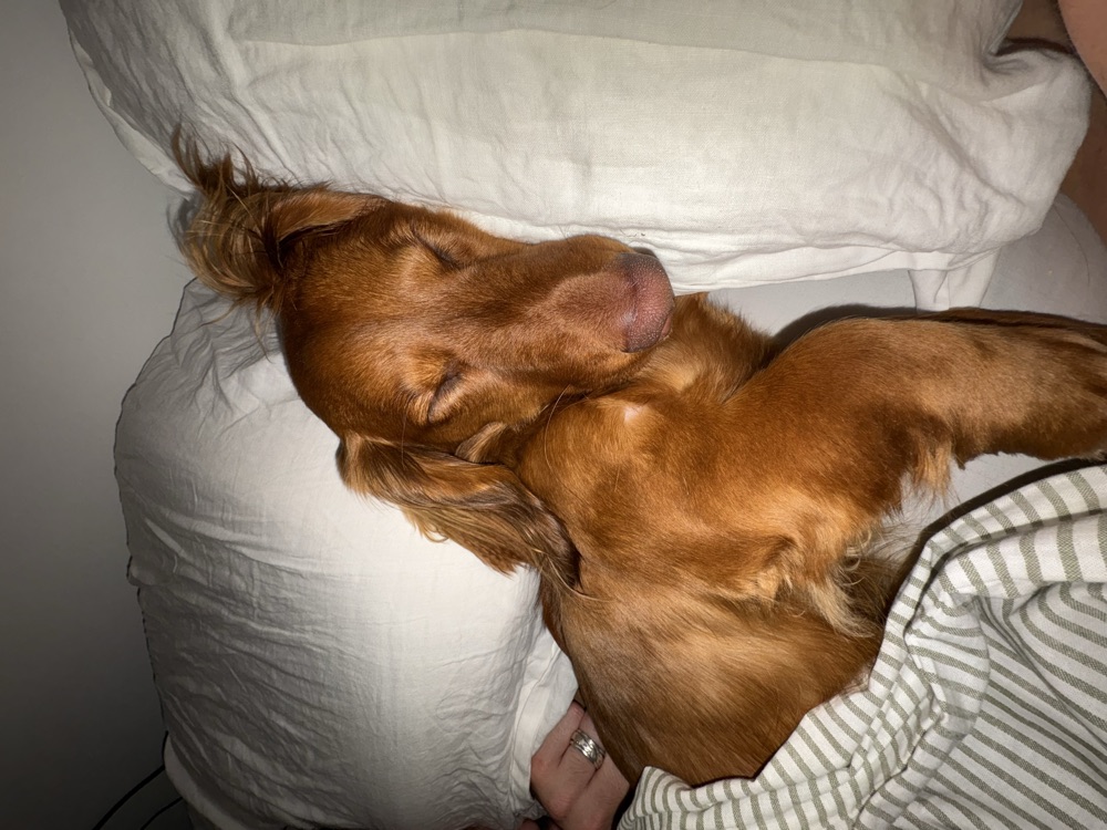 Maple asleep with her head on a white pillow at night